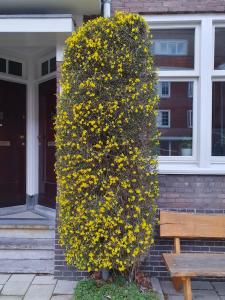 Annelies 08 En lente op de Hogeweg